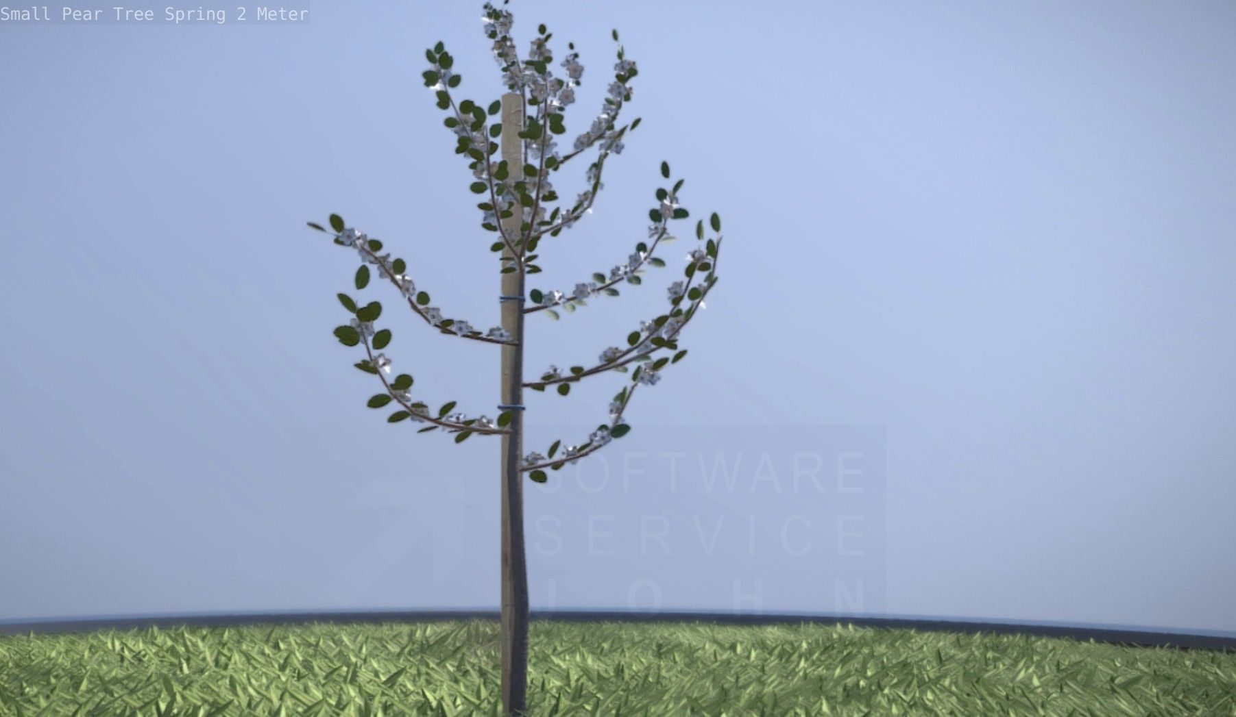 Small Pear Tree Spring 2 Meter Low-poly 3D model_29