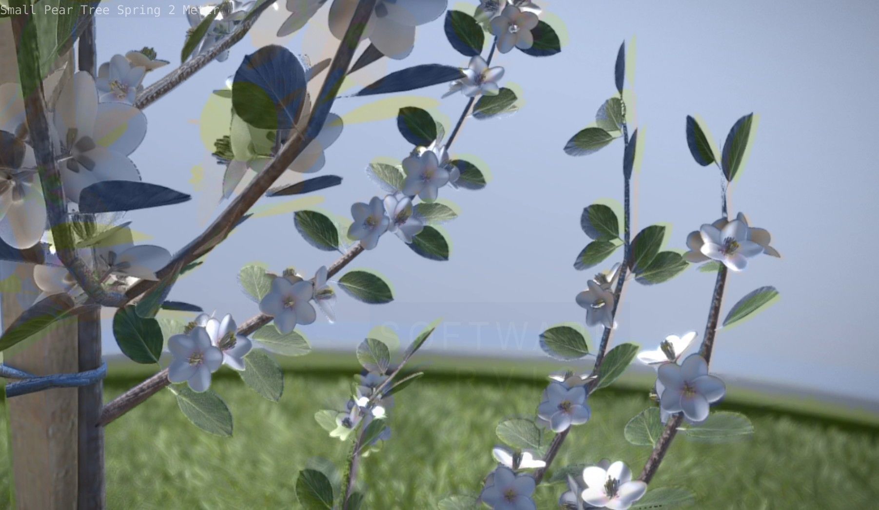 Small Pear Tree Spring 2 Meter Low-poly 3D model_53