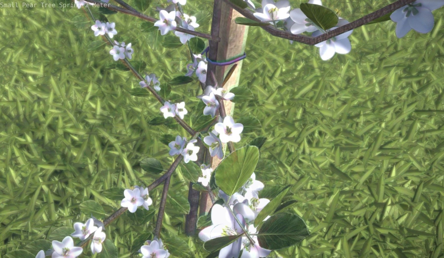 Small Pear Tree Spring 2 Meter Low-poly 3D model_39