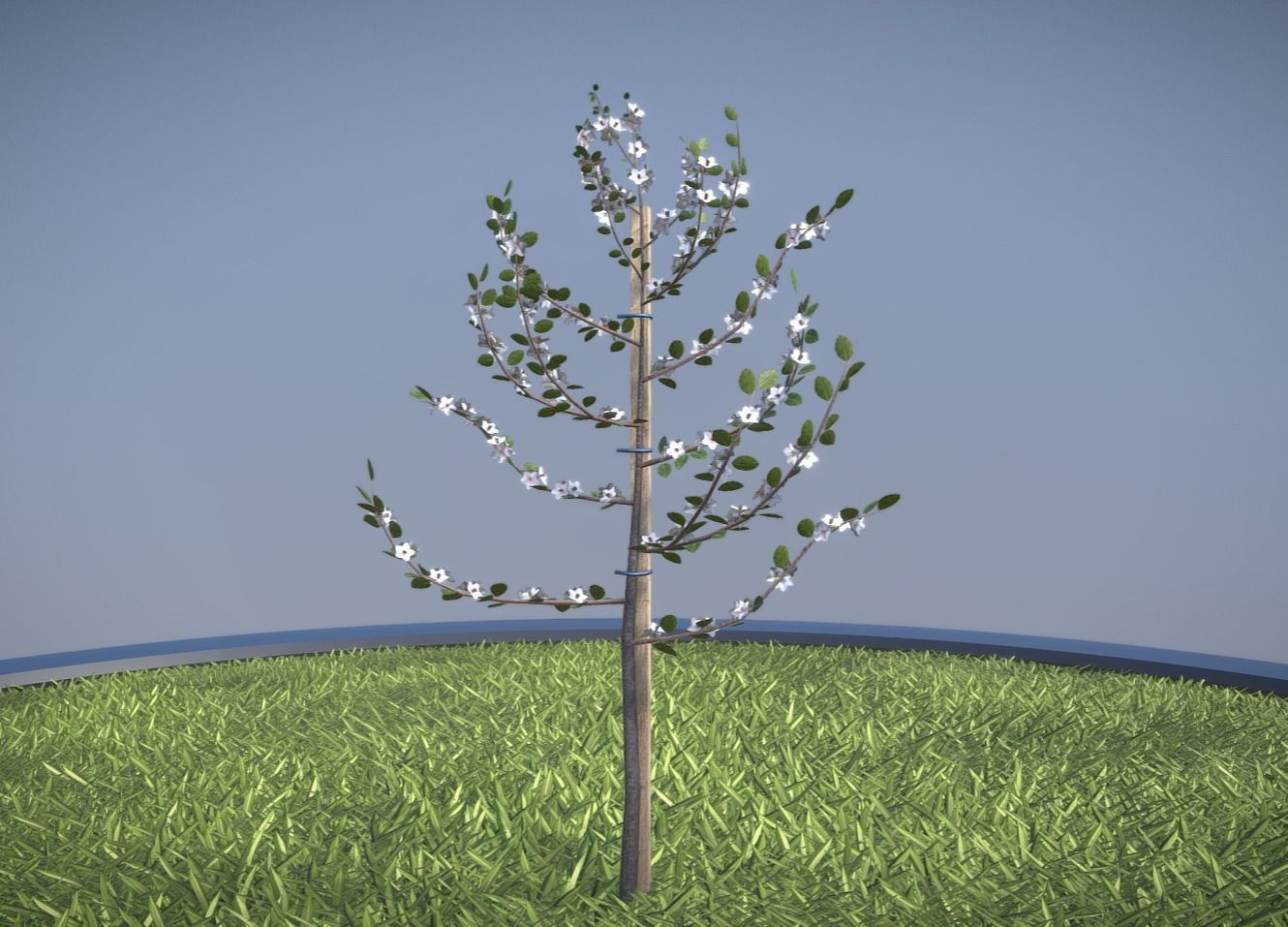 Small Pear Tree Spring 2 Meter Low-poly 3D model_2