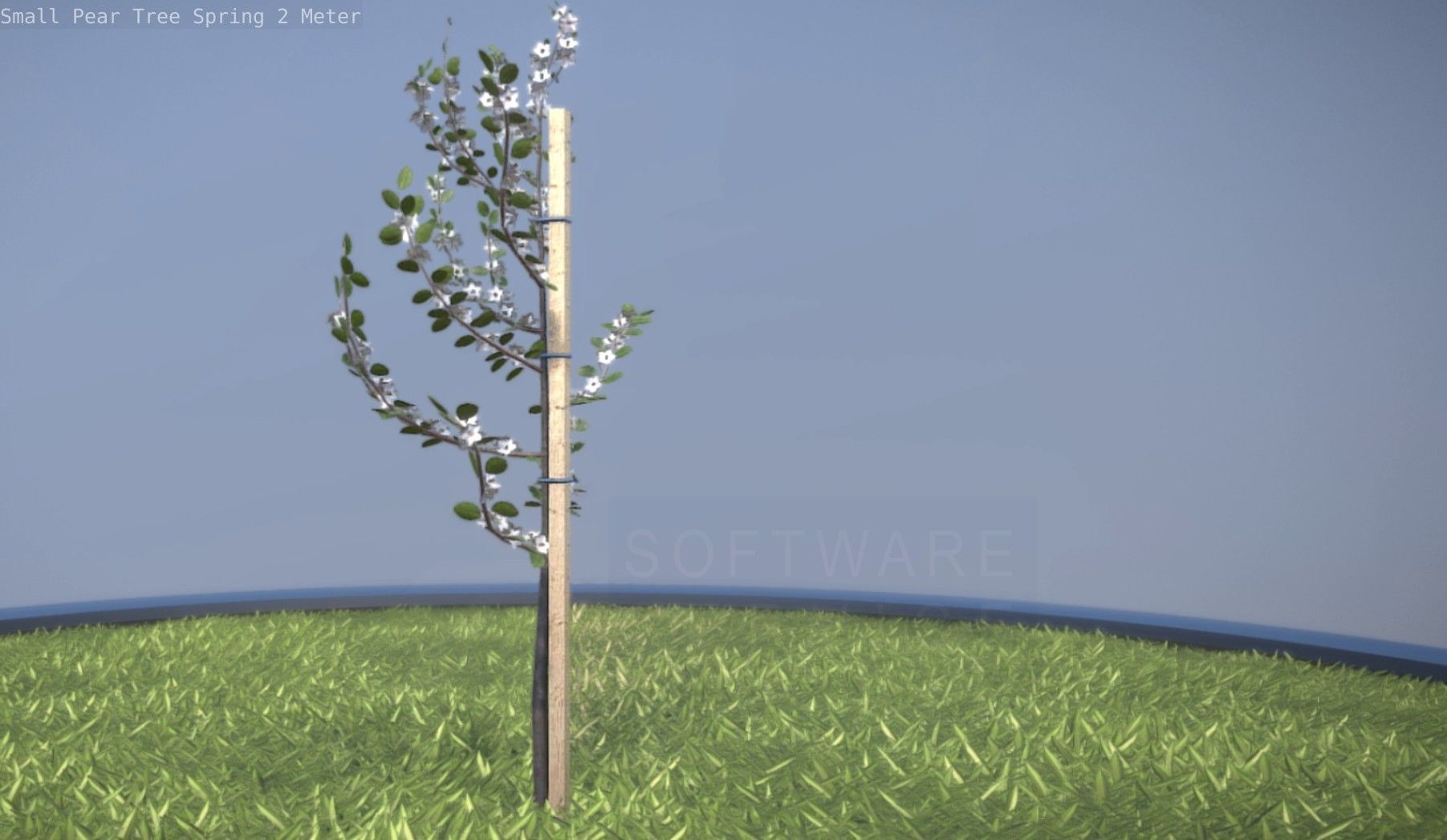 Small Pear Tree Spring 2 Meter Low-poly 3D model_18