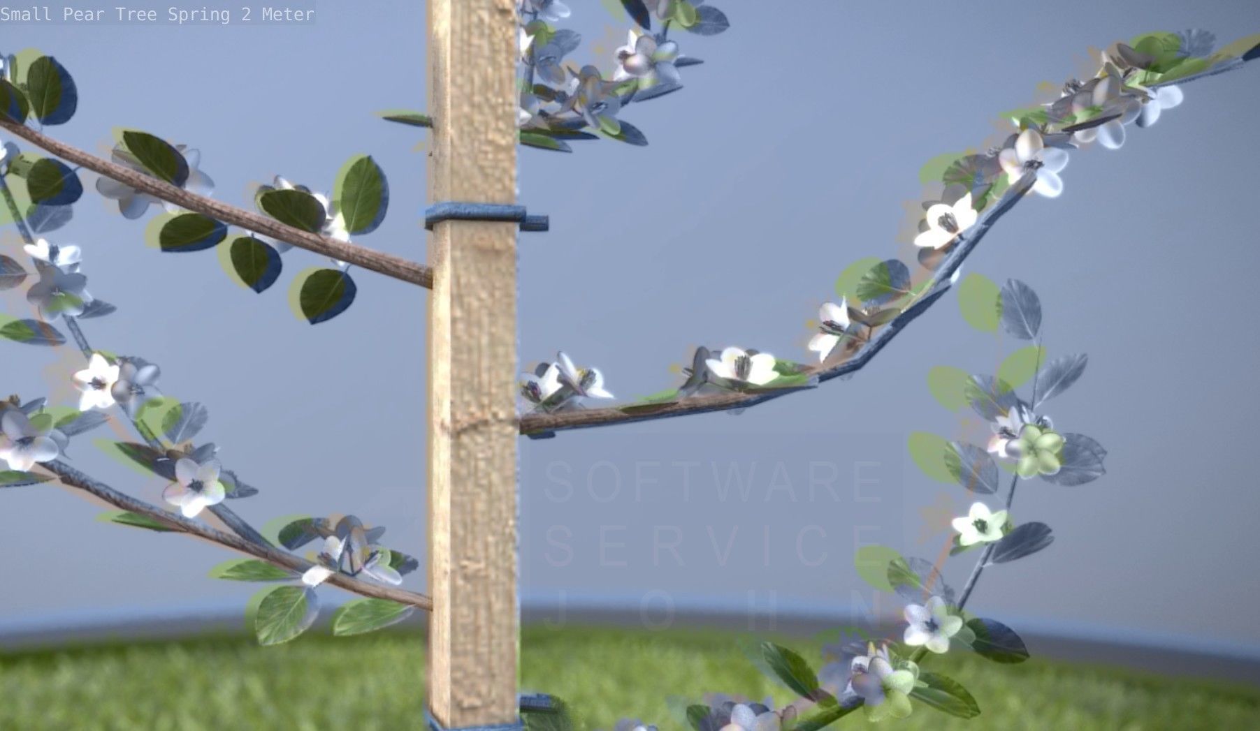 Small Pear Tree Spring 2 Meter Low-poly 3D model_45