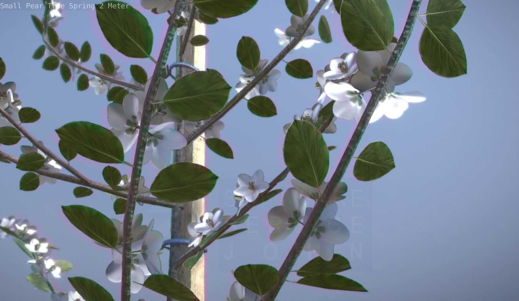 Small Pear Tree Spring 2 Meter Low-poly 3D model_55