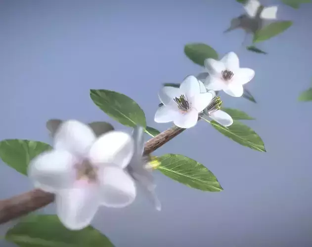 Small Pear Tree Spring 2 Meter