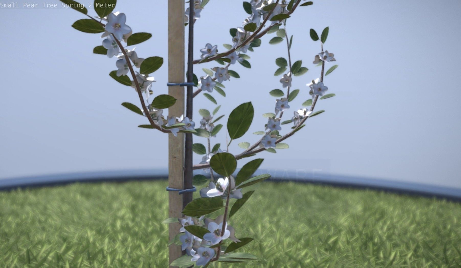 Small Pear Tree Spring 2 Meter Low-poly 3D model_68