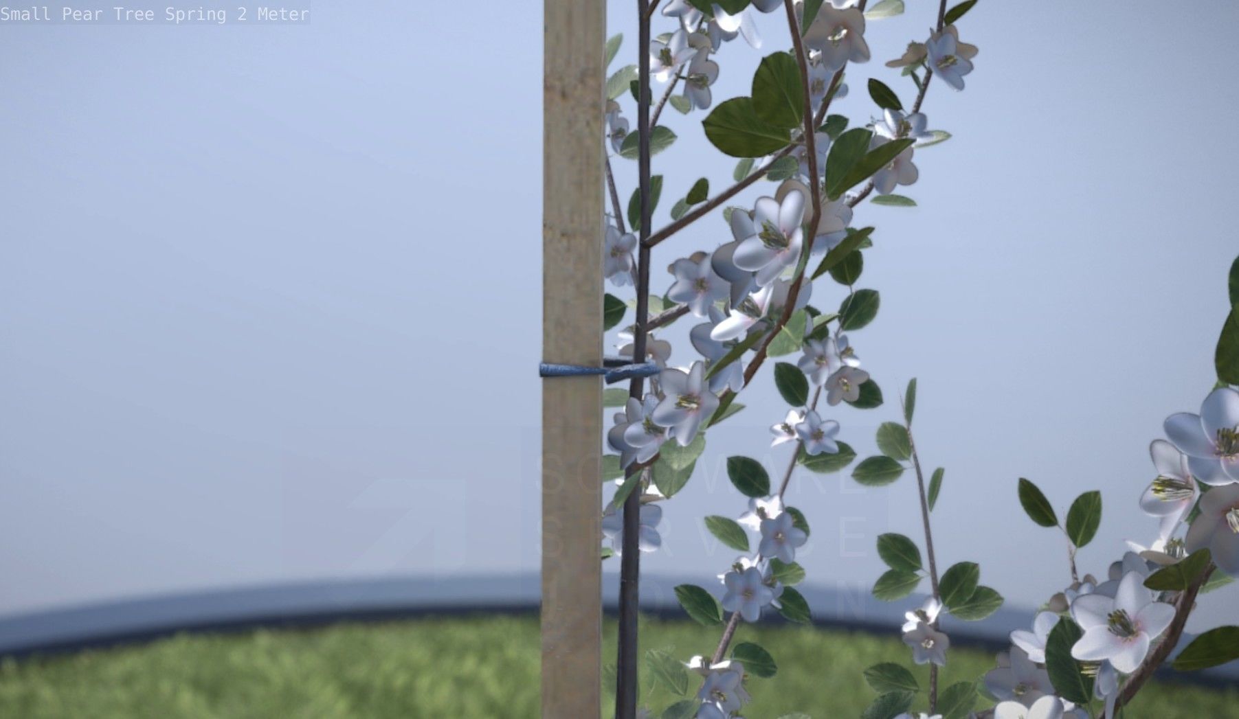 Small Pear Tree Spring 2 Meter Low-poly 3D model_63