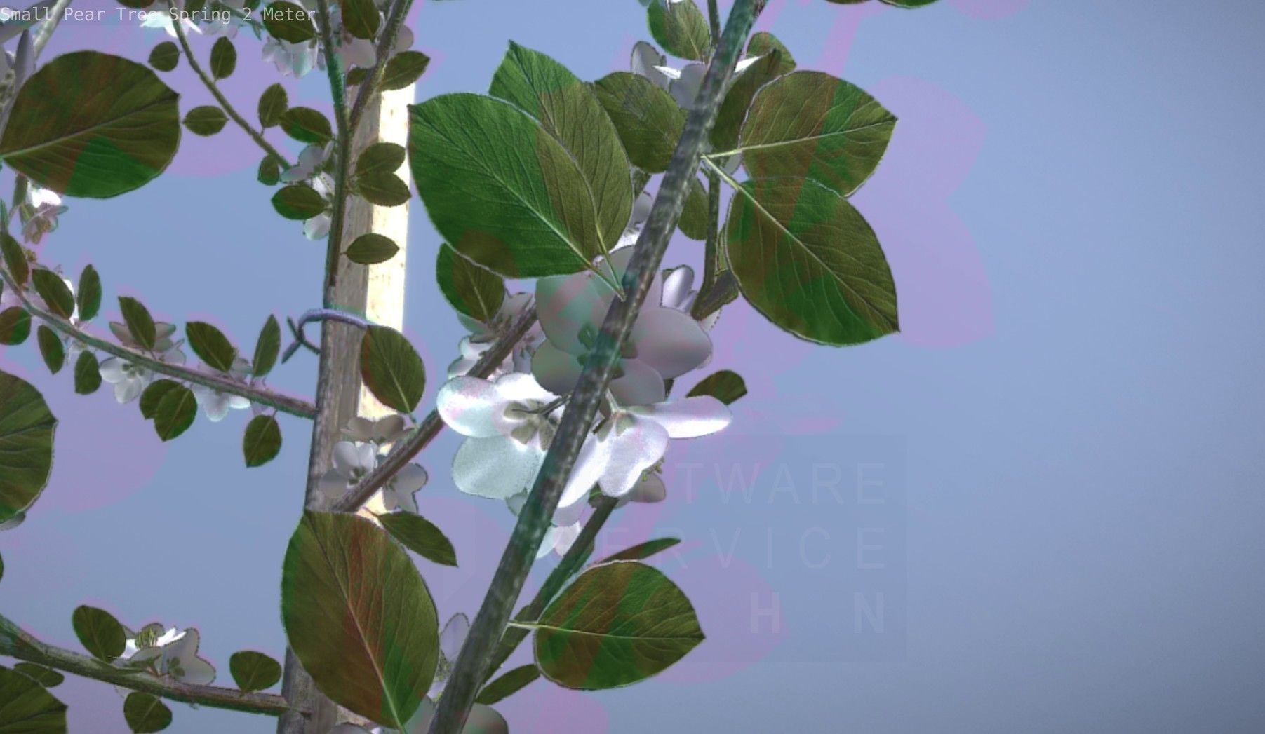 Small Pear Tree Spring 2 Meter Low-poly 3D model_60