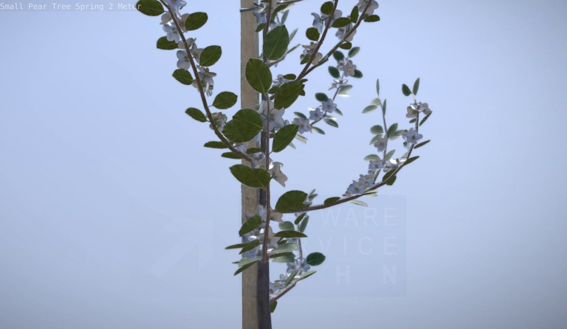 Small Pear Tree Spring 2 Meter Low-poly 3D model_28