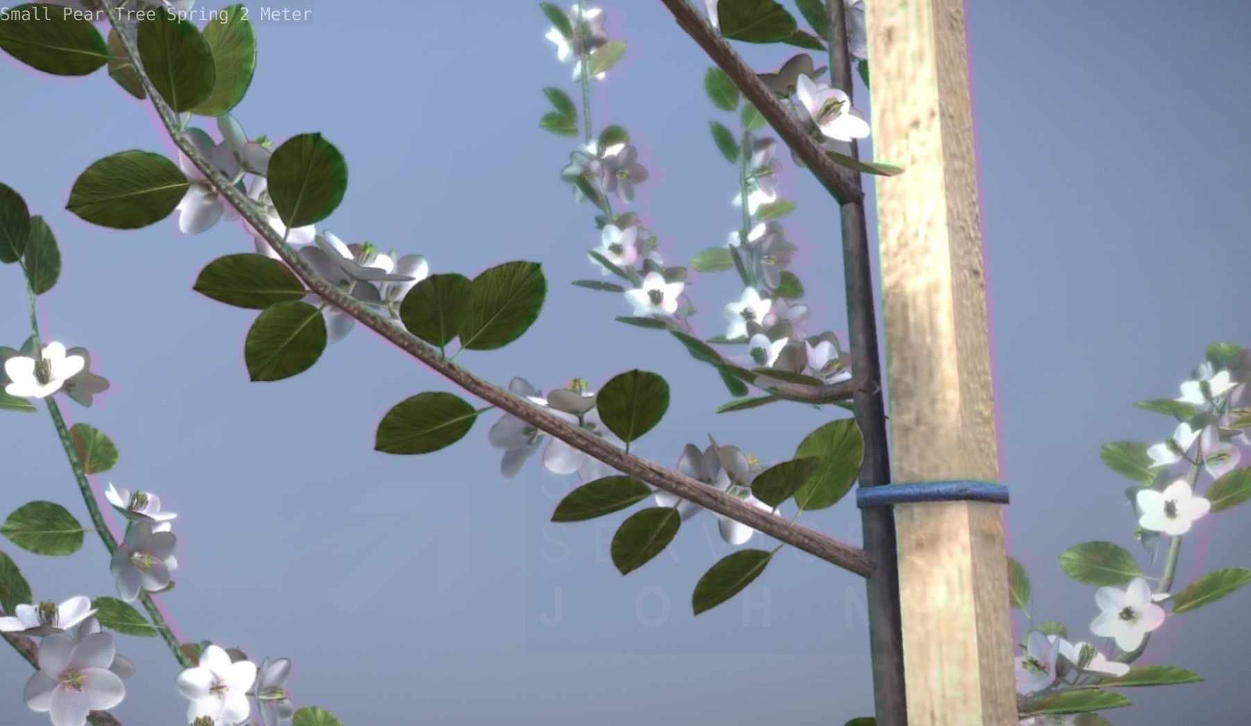 Small Pear Tree Spring 2 Meter Low-poly 3D model_48