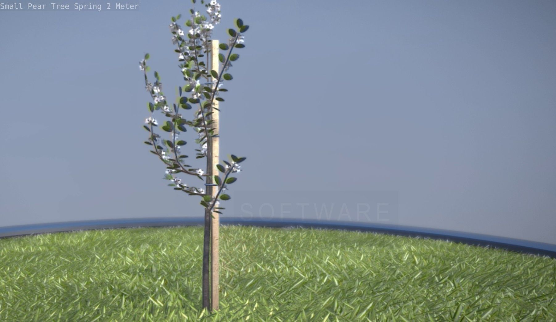 Small Pear Tree Spring 2 Meter Low-poly 3D model_15