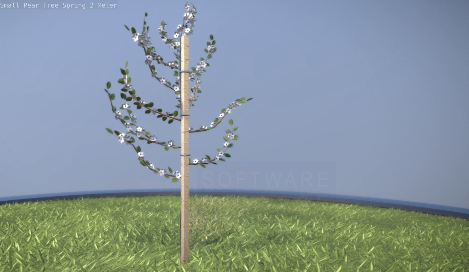 Small Pear Tree Spring 2 Meter Low-poly 3D model_16