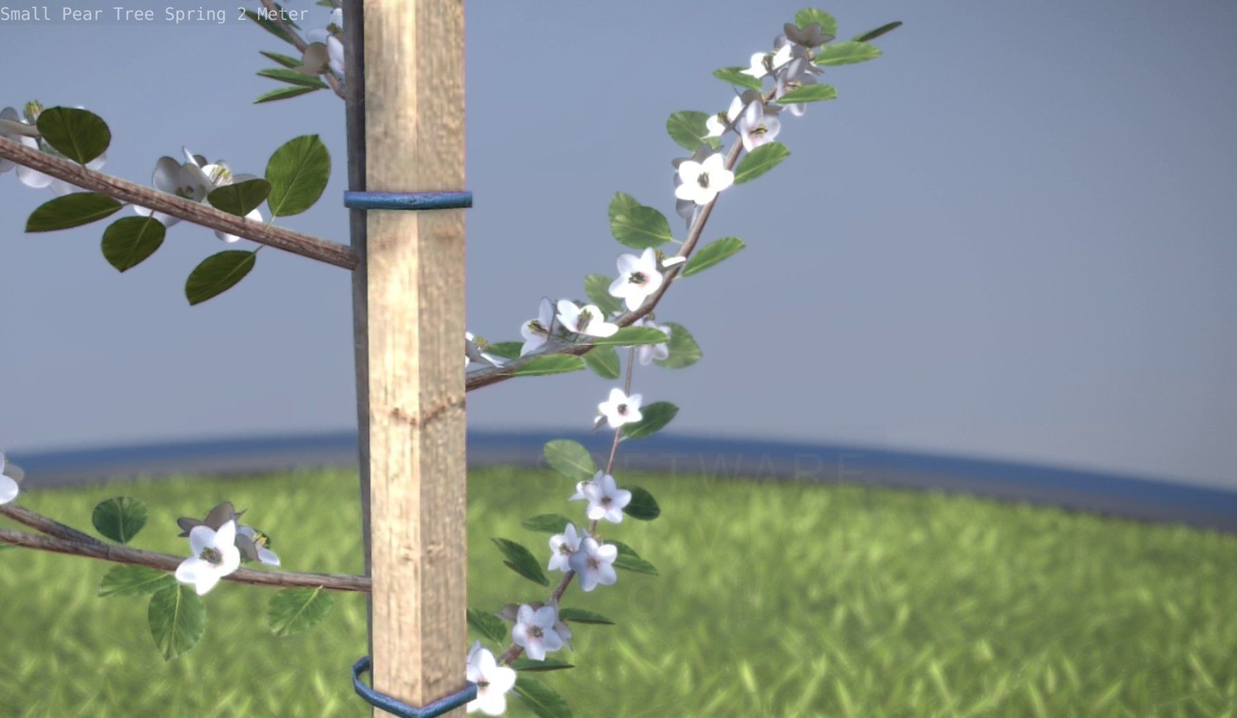 Small Pear Tree Spring 2 Meter Low-poly 3D model_41