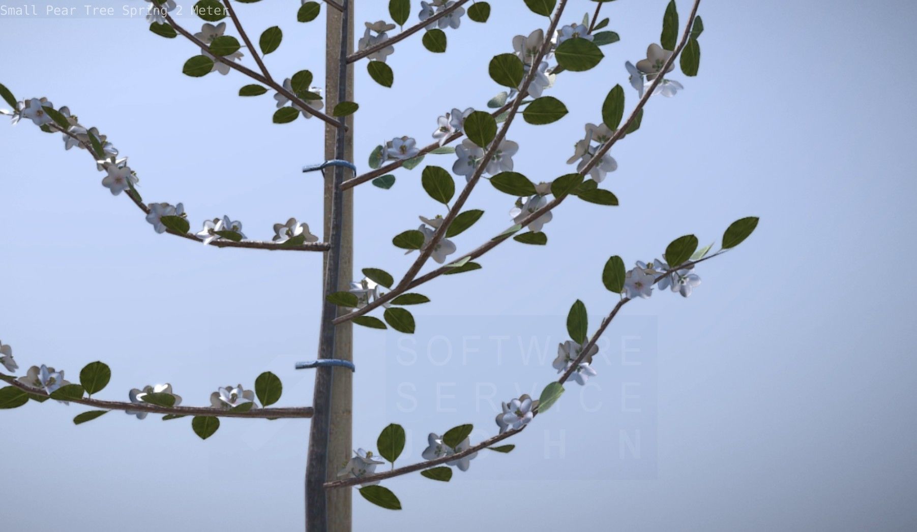 Small Pear Tree Spring 2 Meter Low-poly 3D model_73