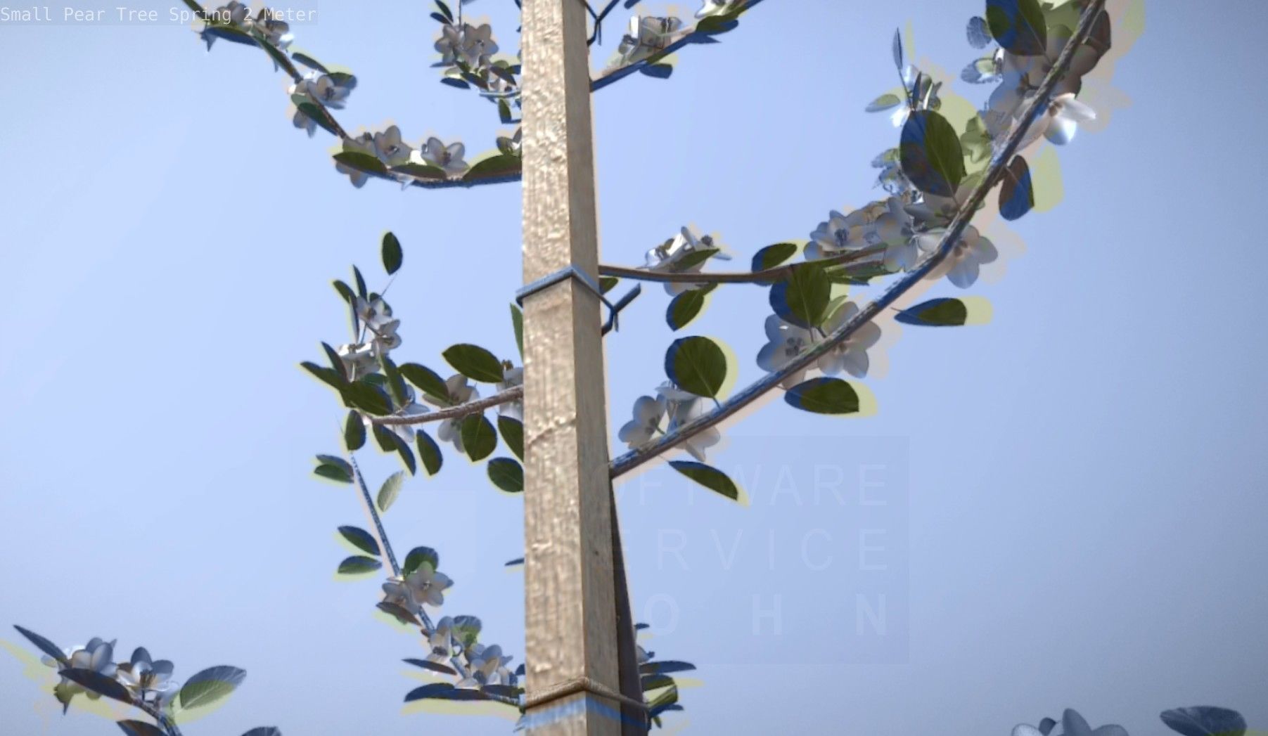 Small Pear Tree Spring 2 Meter Low-poly 3D model_35