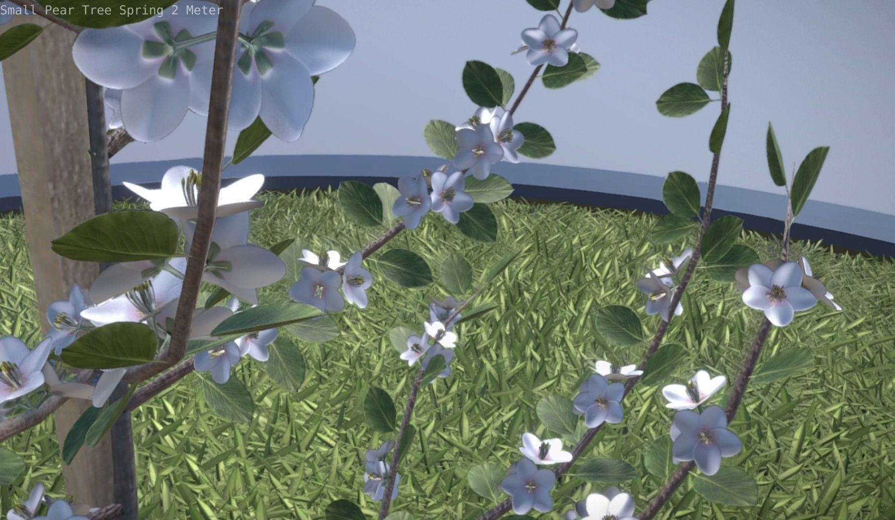 Small Pear Tree Spring 2 Meter Low-poly 3D model_62