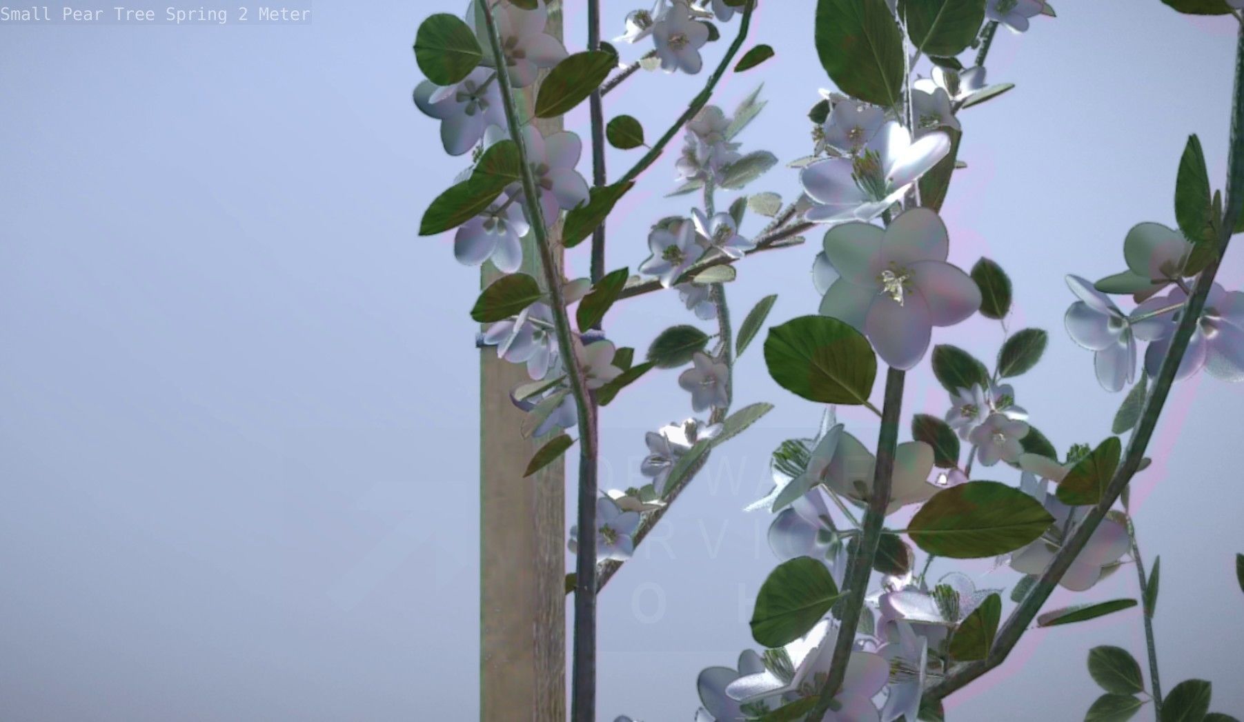 Small Pear Tree Spring 2 Meter Low-poly 3D model_64