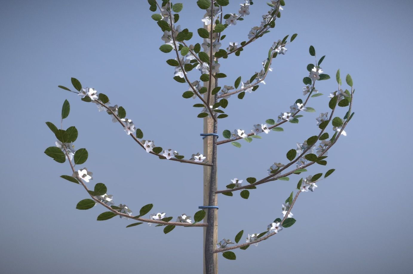 Small Pear Tree Spring 2 Meter Low-poly 3D model_9