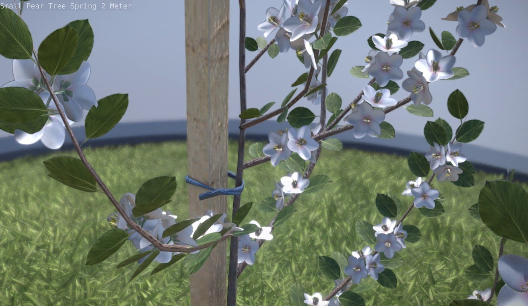 Small Pear Tree Spring 2 Meter Low-poly 3D model_58