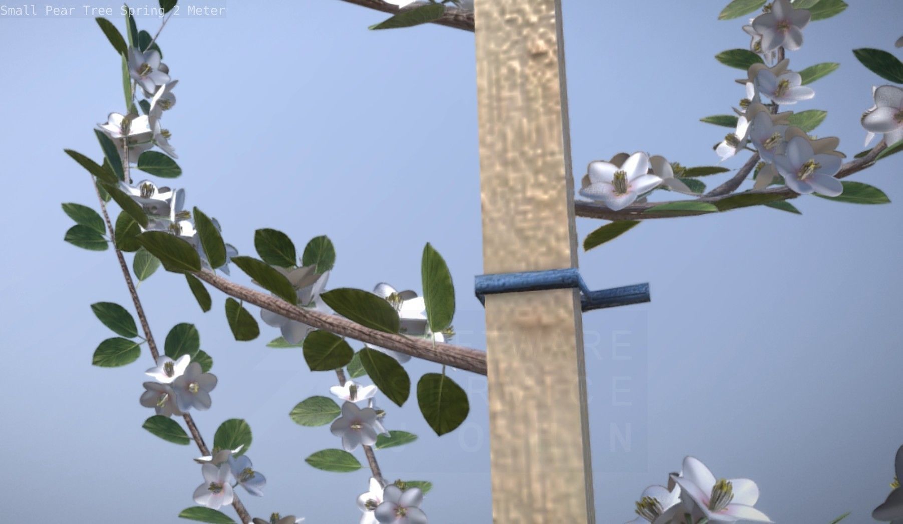 Small Pear Tree Spring 2 Meter Low-poly 3D model_52