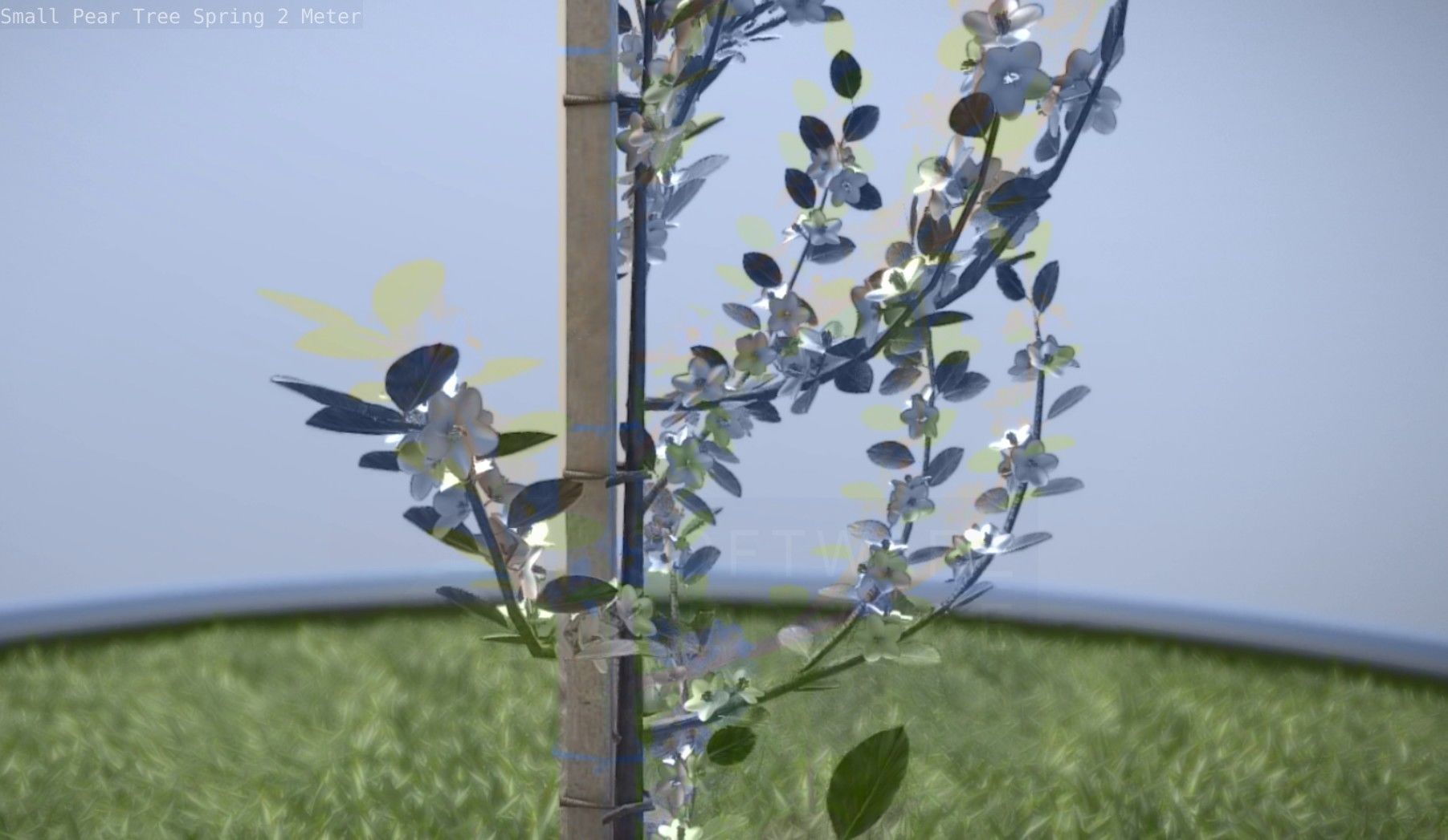 Small Pear Tree Spring 2 Meter Low-poly 3D model_67