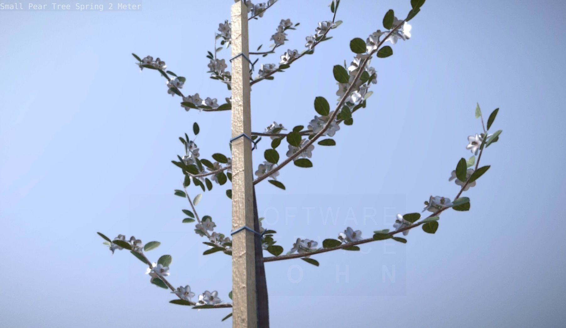 Small Pear Tree Spring 2 Meter Low-poly 3D model_34