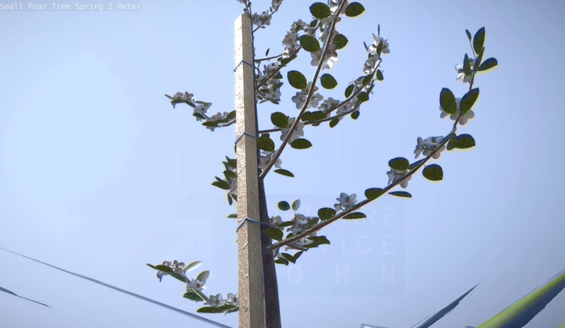 Small Pear Tree Spring 2 Meter Low-poly 3D model_30