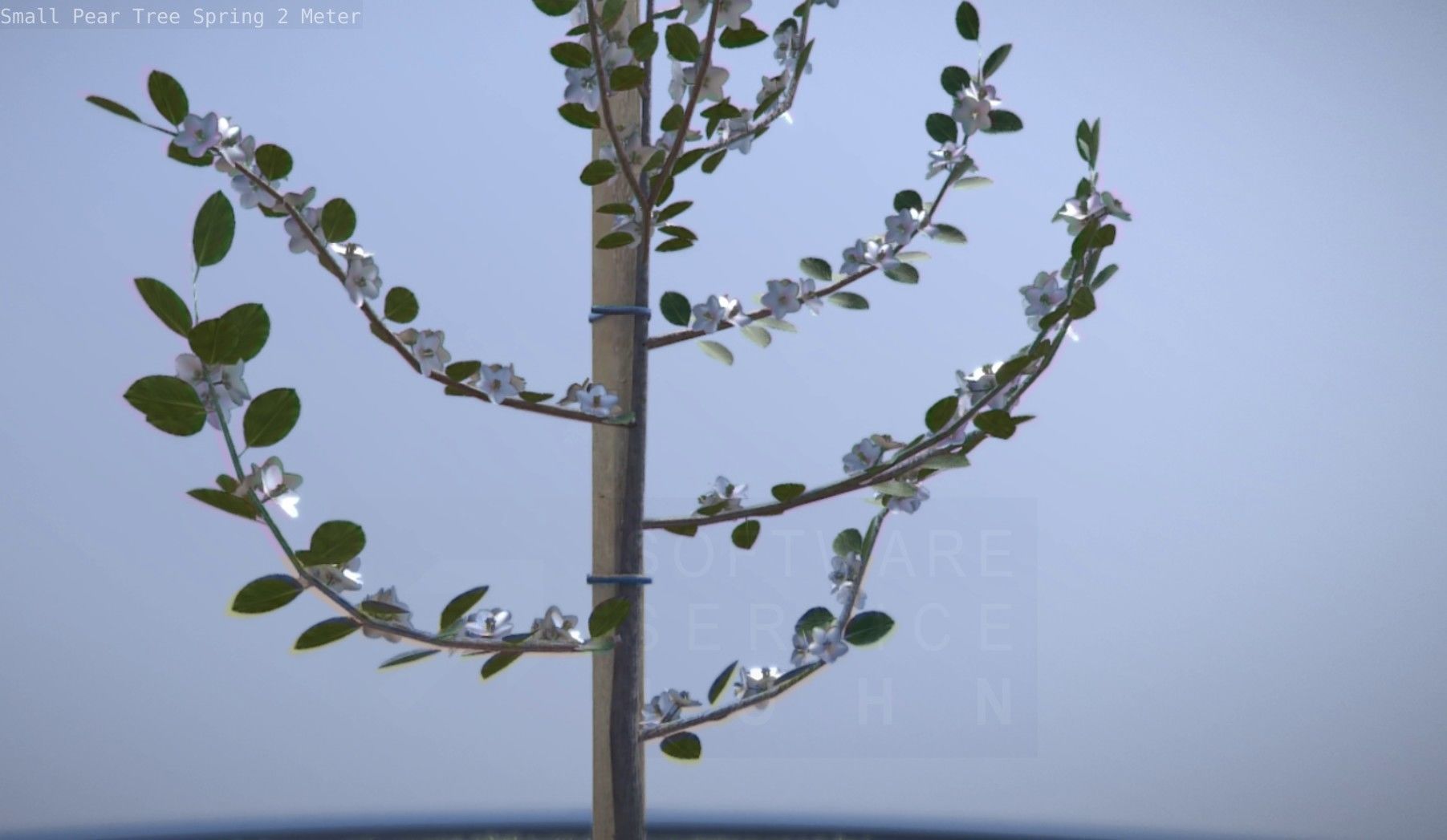 Small Pear Tree Spring 2 Meter Low-poly 3D model_31