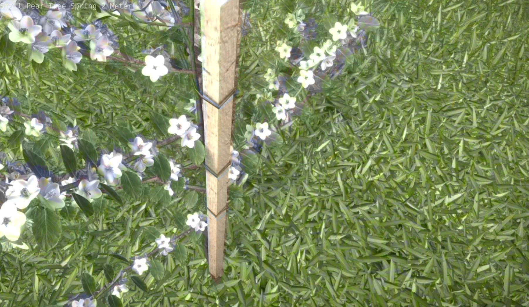 Small Pear Tree Spring 2 Meter Low-poly 3D model_56