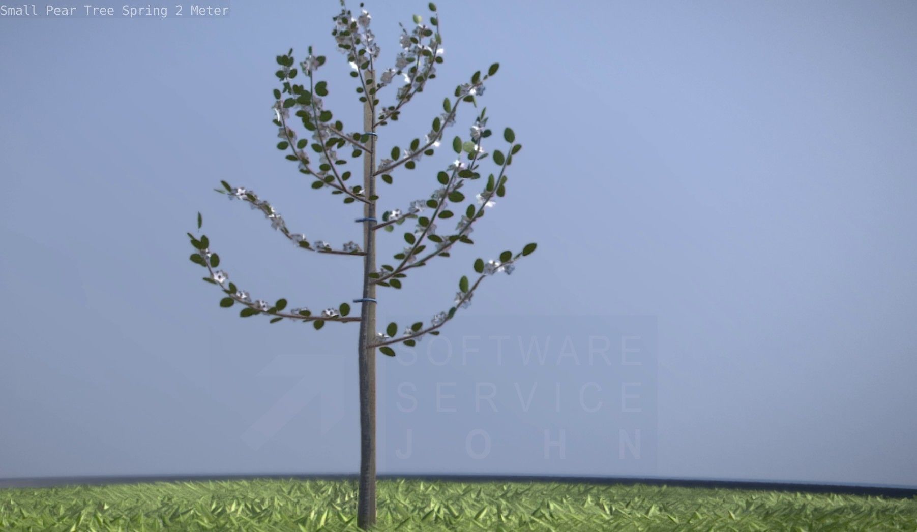 Small Pear Tree Spring 2 Meter Low-poly 3D model_26