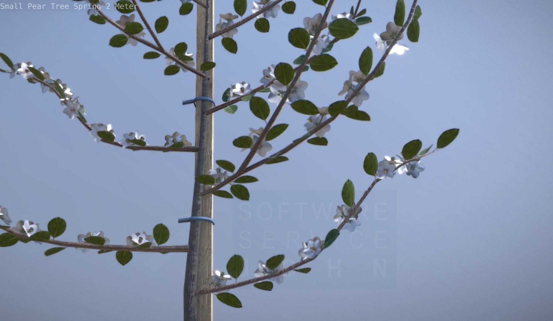 Small Pear Tree Spring 2 Meter Low-poly 3D model_71