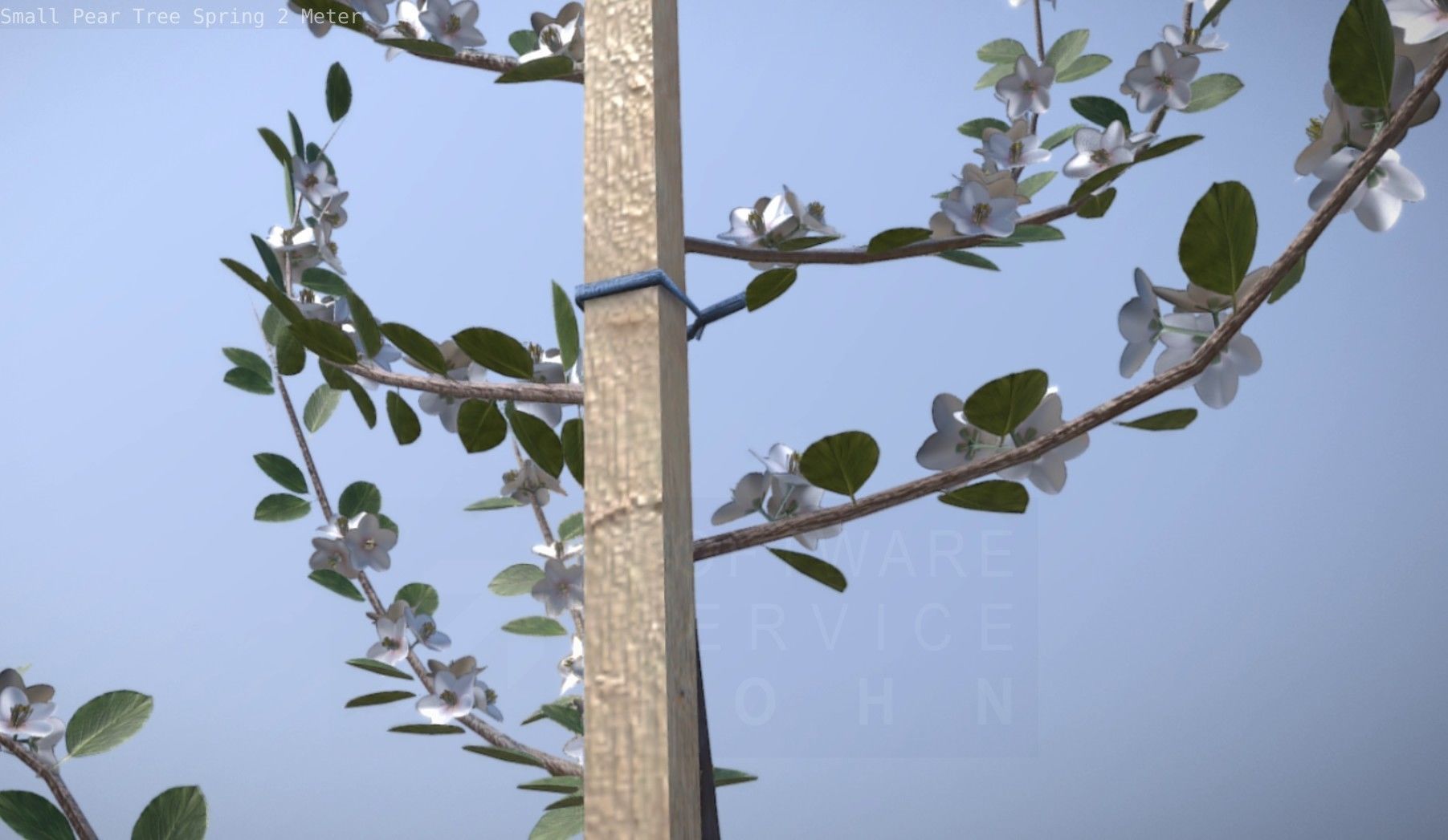 Small Pear Tree Spring 2 Meter Low-poly 3D model_37