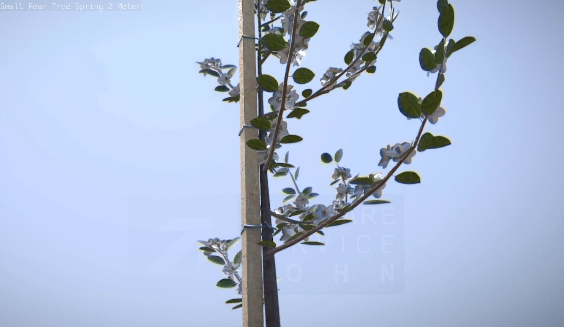 Small Pear Tree Spring 2 Meter Low-poly 3D model_36