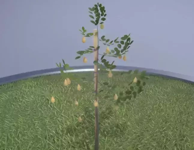 Small Pear Tree Summer 2 Meter