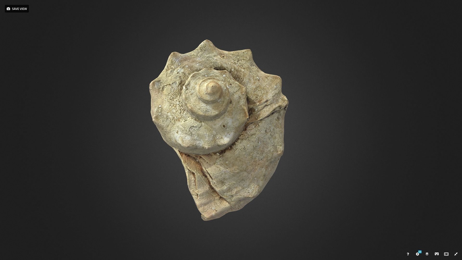 shell Low-poly 3D model_3