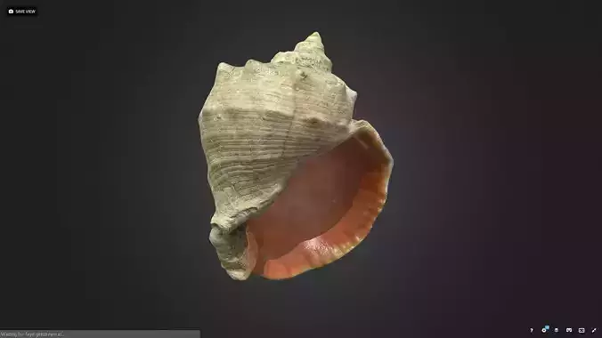 shell Low-poly 3D model