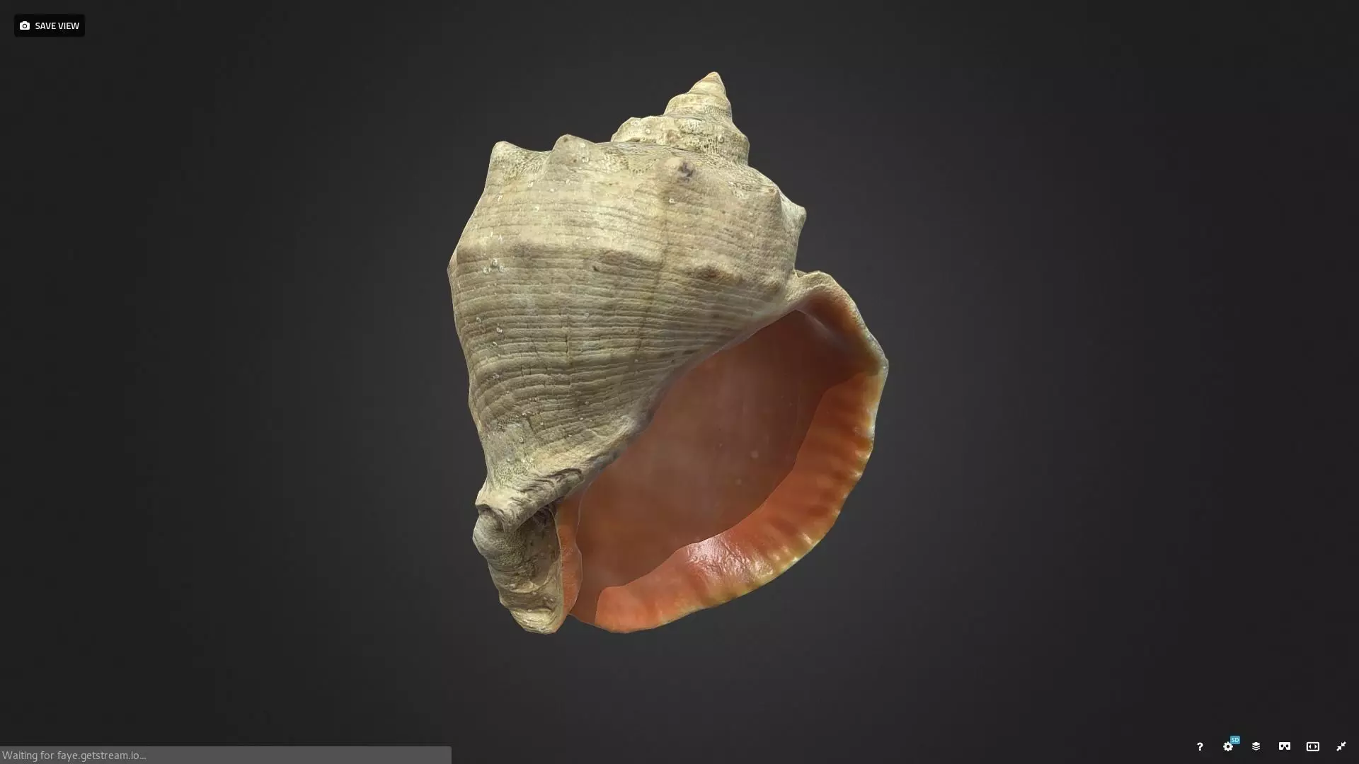 shell Low-poly 3D model_0