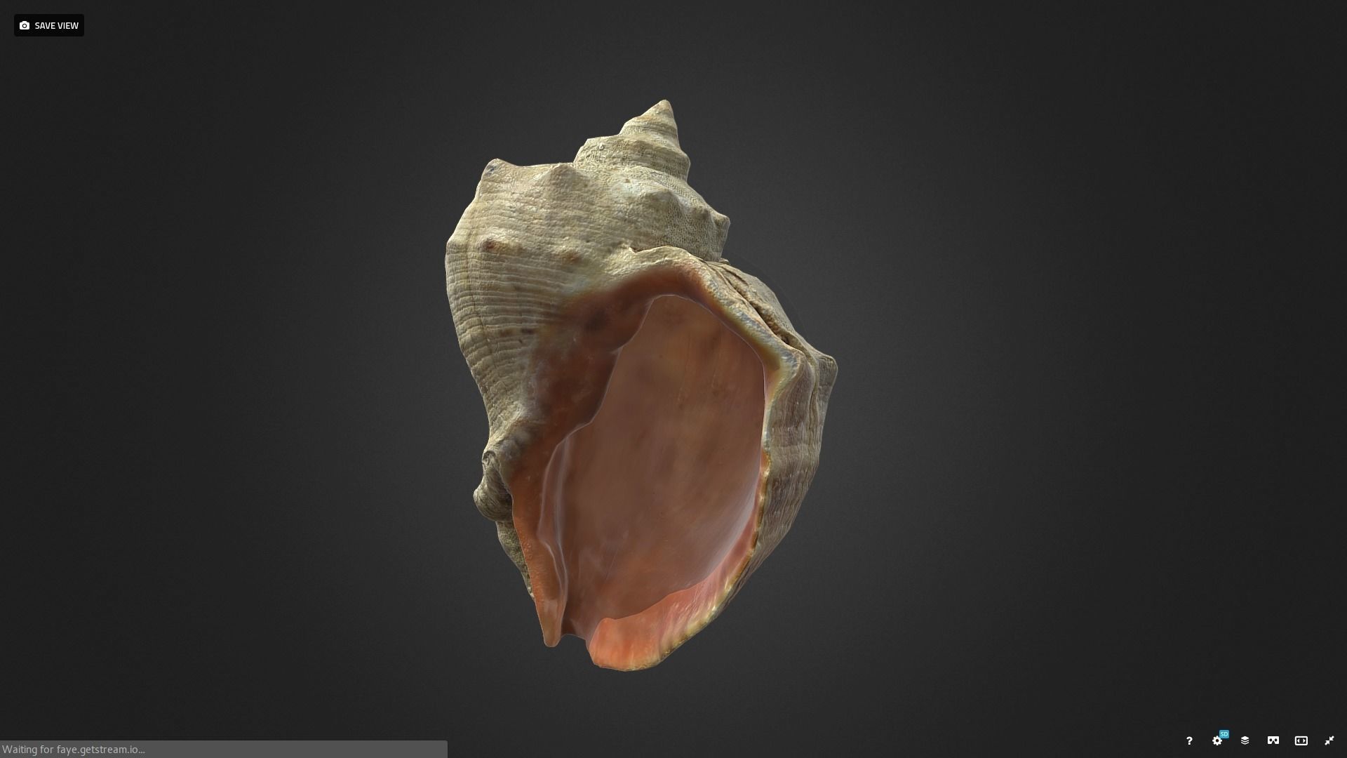 shell Low-poly 3D model_1