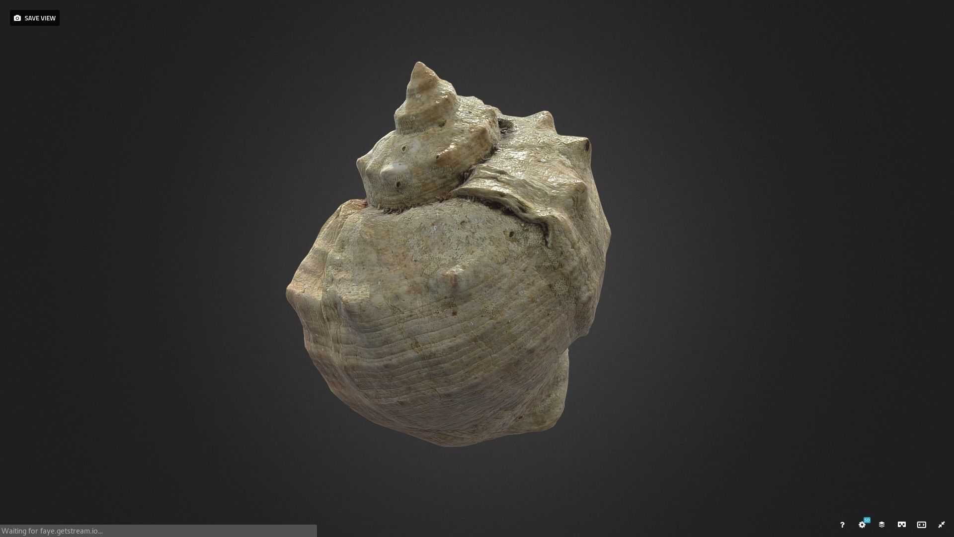 shell Low-poly 3D model_2