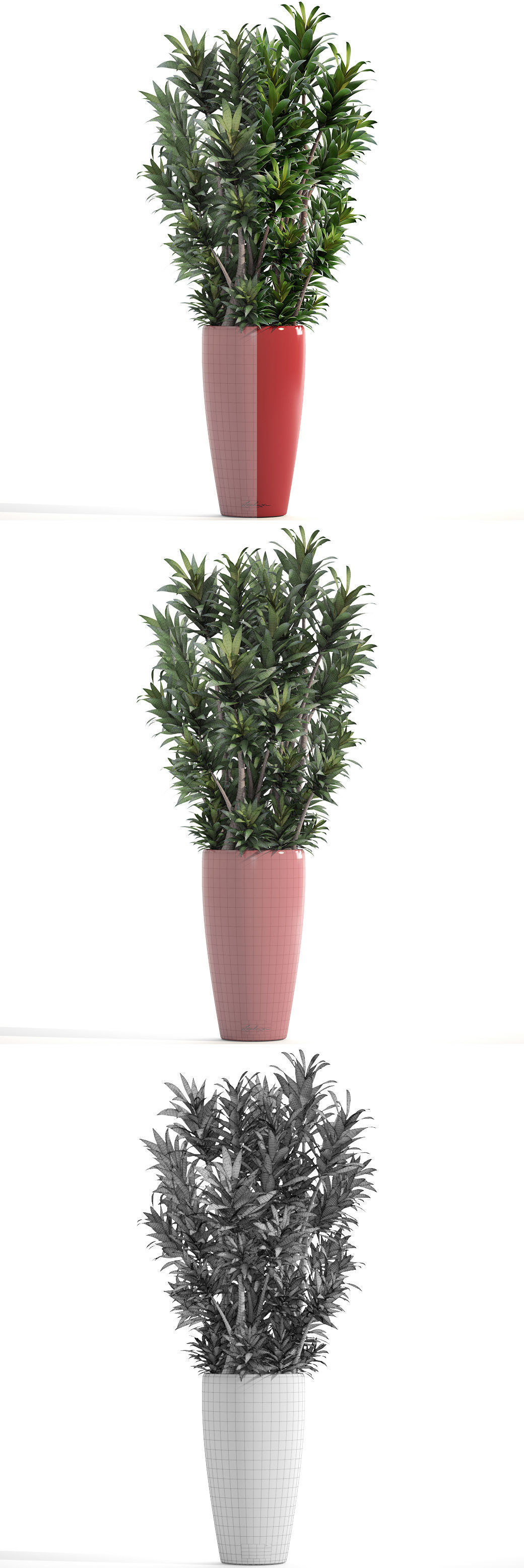 Dracaena tree 3D model_7