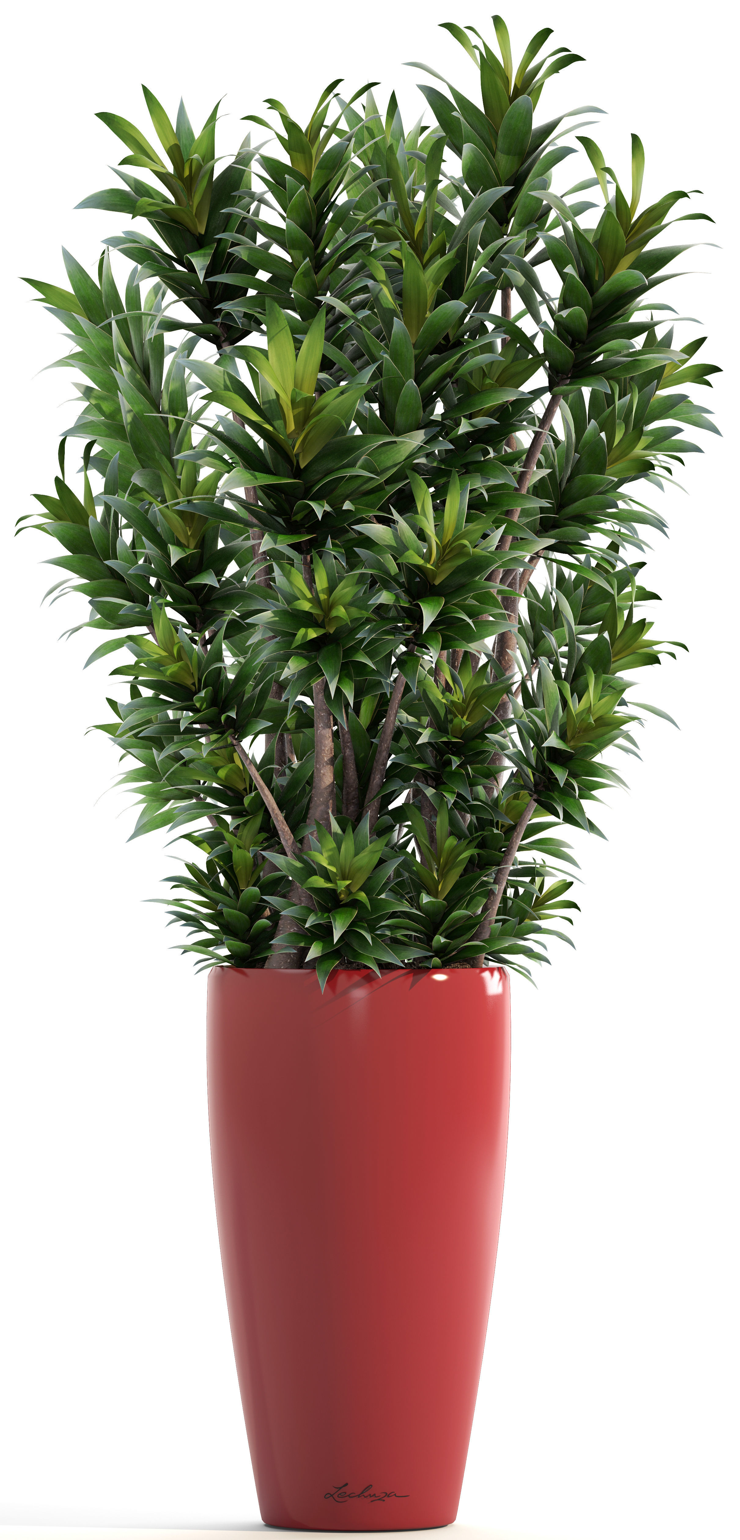 Dracaena tree 3D model_6