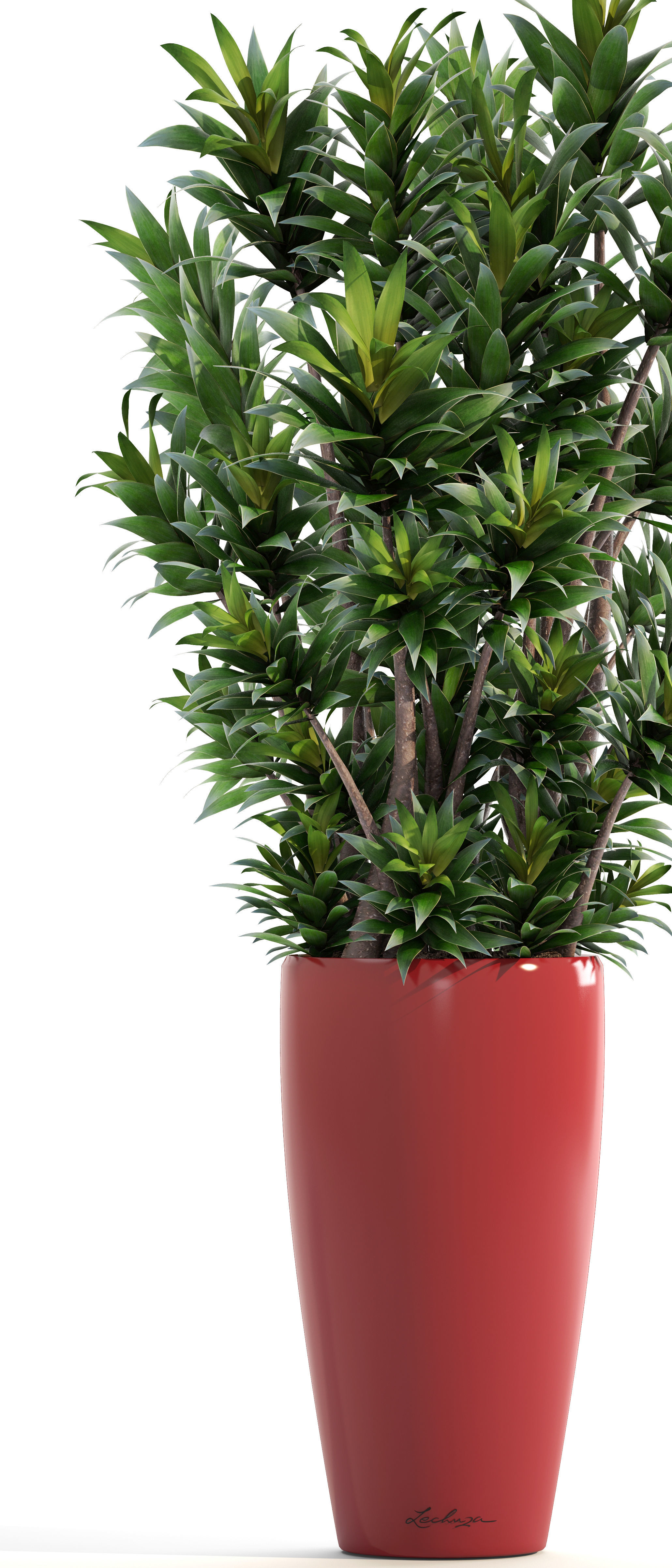 Dracaena tree 3D model_1
