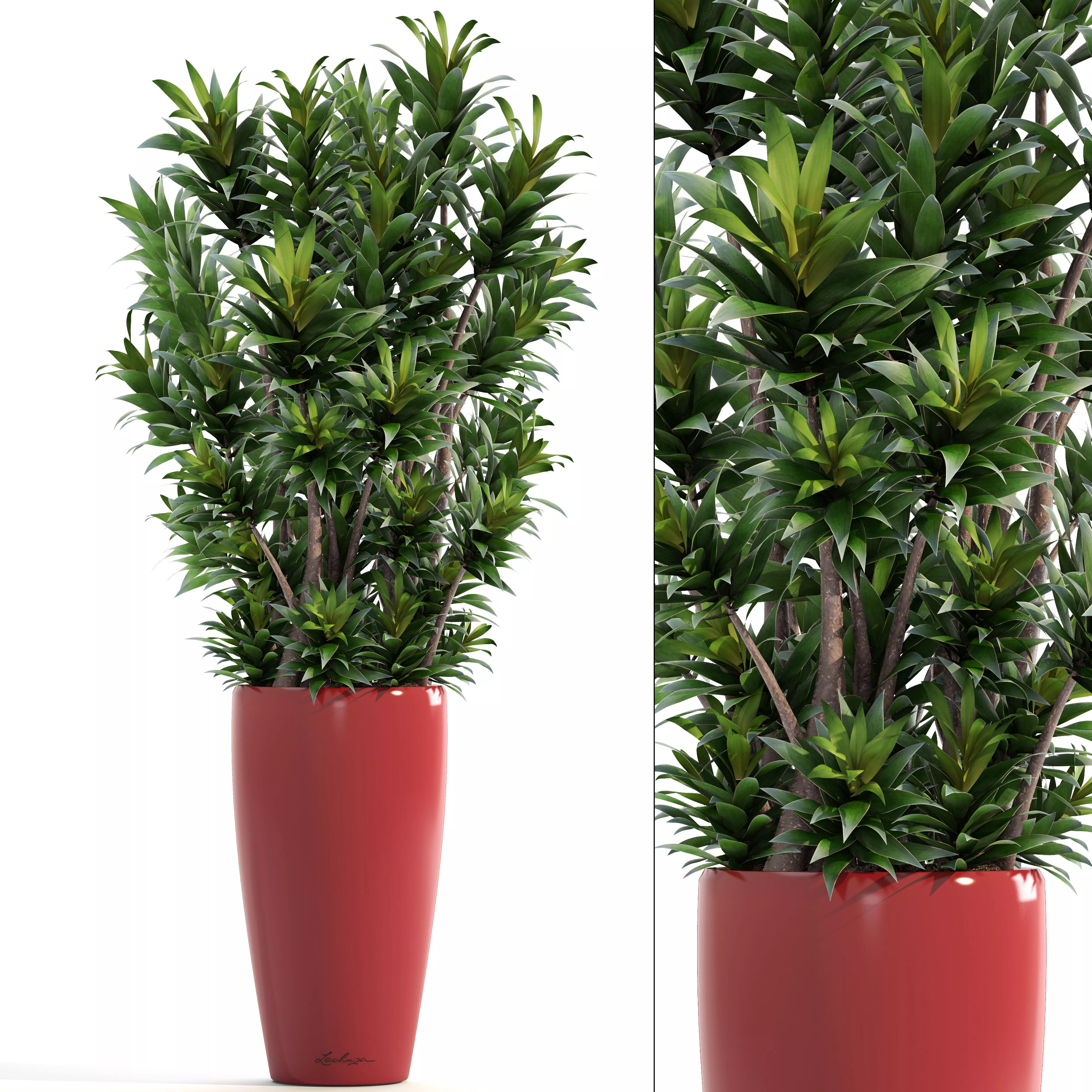 Dracaena tree 3D model_0