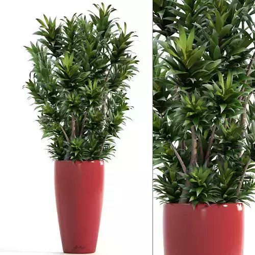 Dracaena tree 3D model