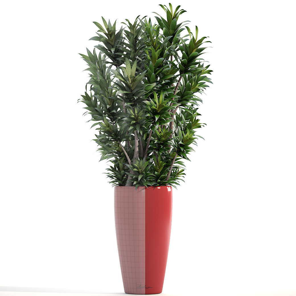 Dracaena tree 3D model_4