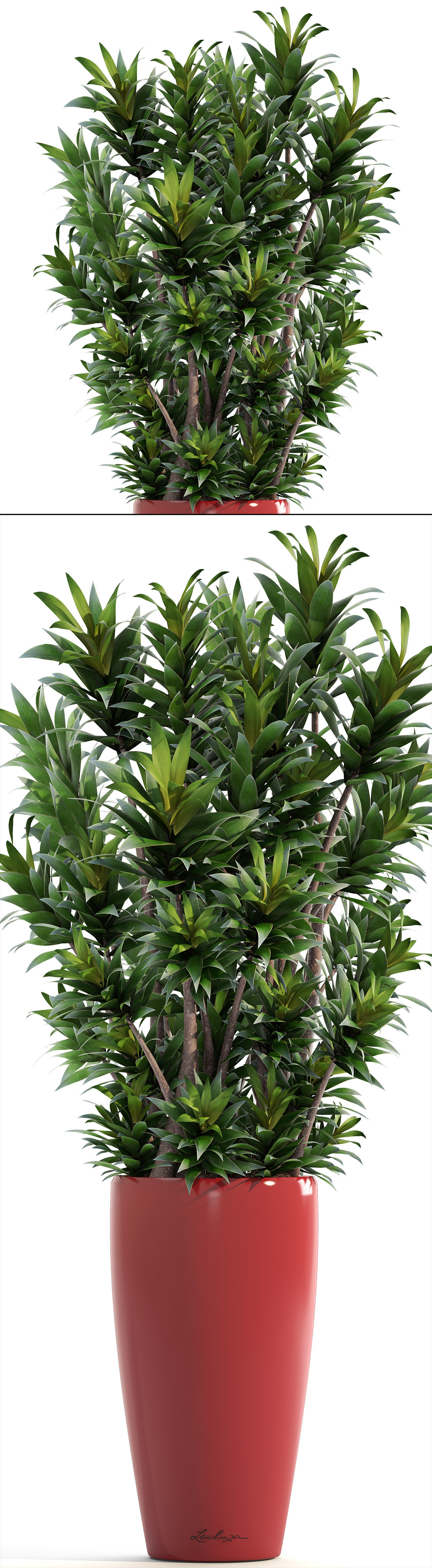 Dracaena tree 3D model_3