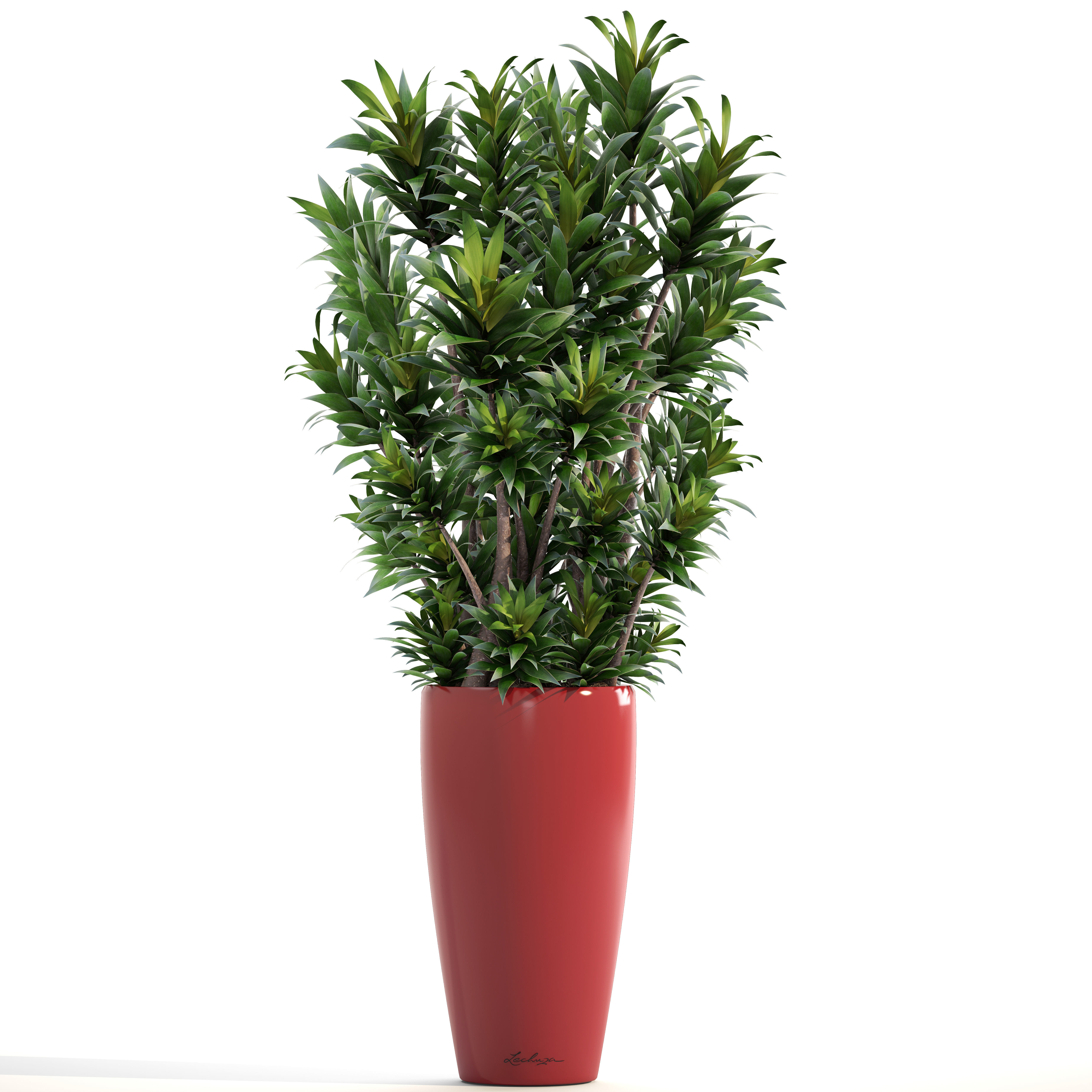 Dracaena tree 3D model_9