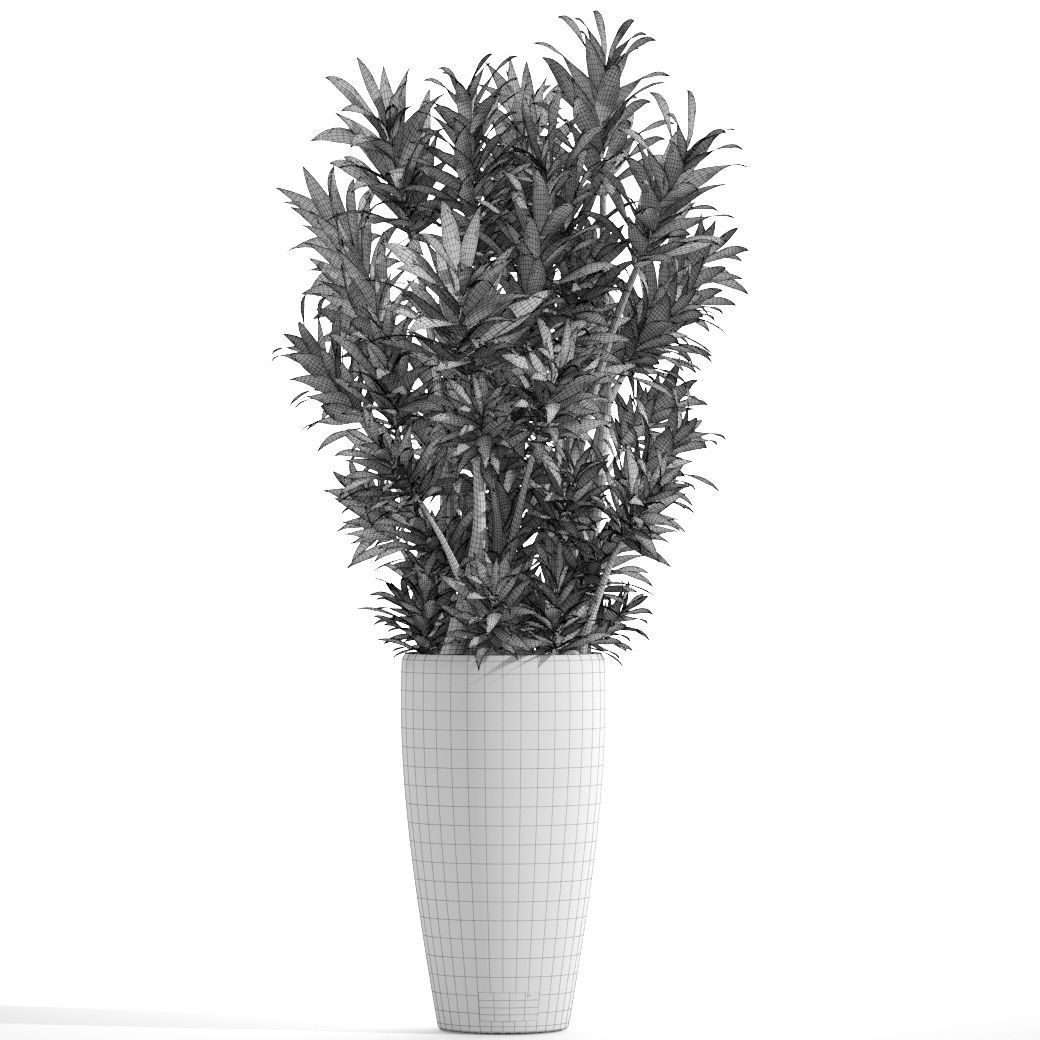 Dracaena tree 3D model_8