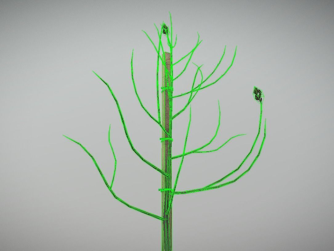 Small Pear Trees - Four Seasons Low-poly 3D model_48