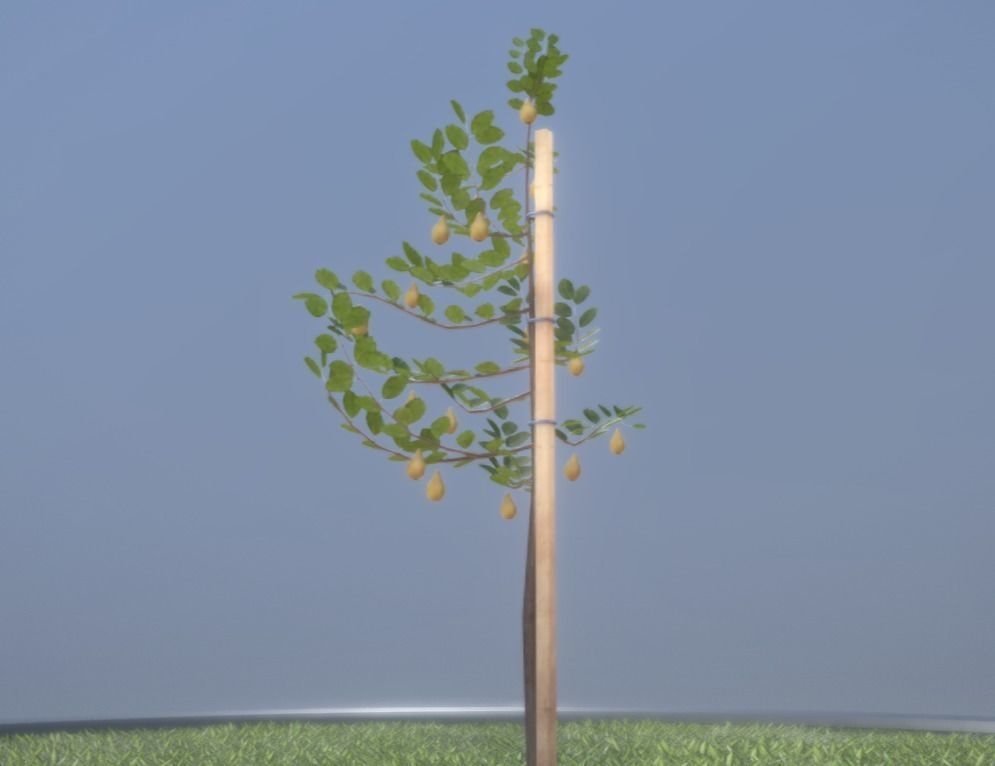 Small Pear Trees - Four Seasons Low-poly 3D model_38