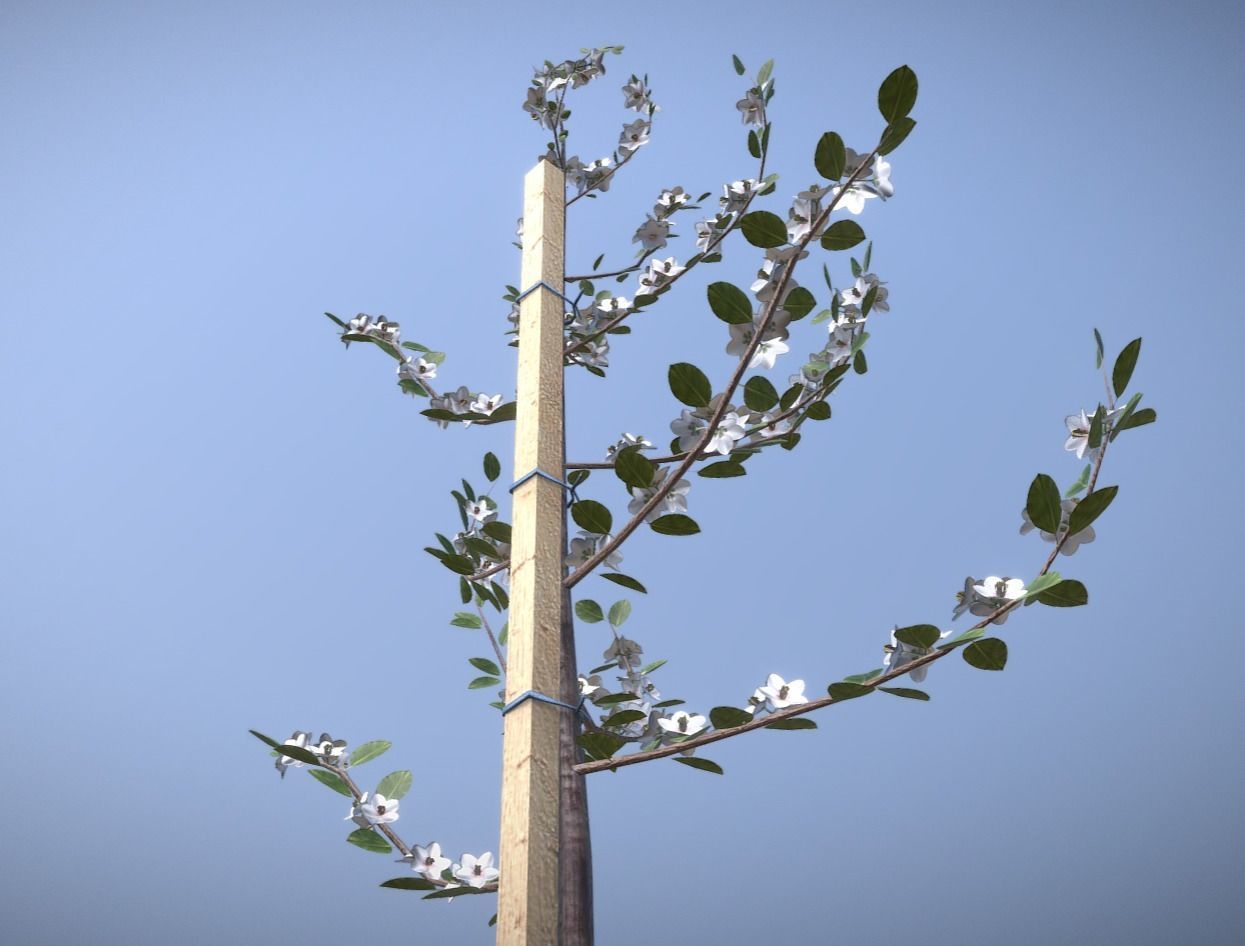 Small Pear Trees - Four Seasons Low-poly 3D model_7